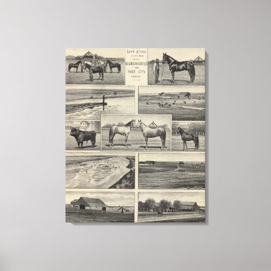 Live Stock in Kansas Canvas Afdruk (Voorkant)