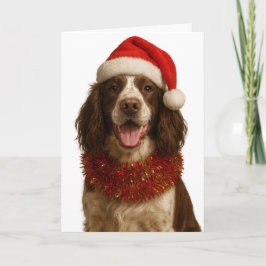 Liver and white Springer Spaniel Christmas card Kaart