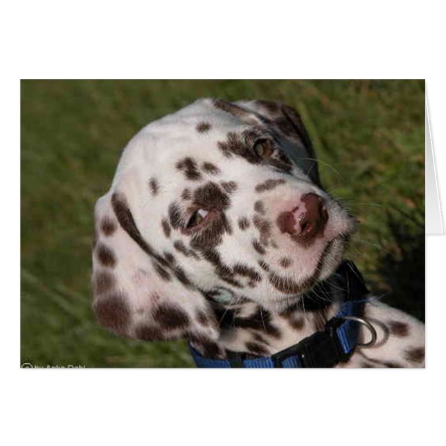Liver Dalmatian Puppy (Voorkant Horizontaal)