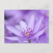 Liverleaf Briefkaart (Voorkant)