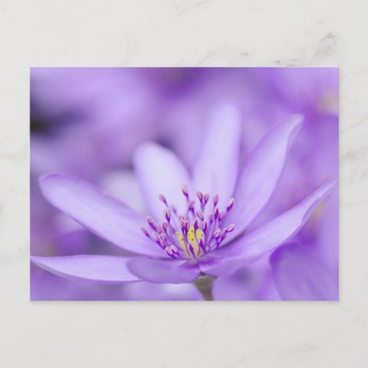 Liverleaf Briefkaart (Voorkant)