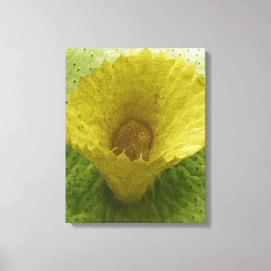Liverwort Gemma Cup Canvas Afdruk (Voorkant)