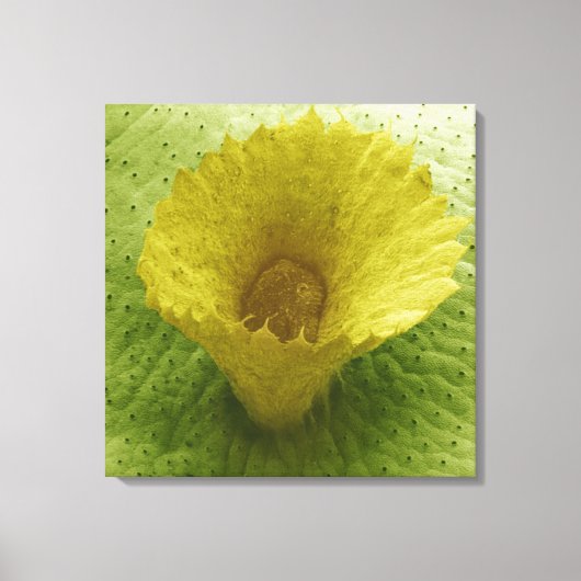 Liverwort Gemma Cup Canvas Afdruk (Voorkant)