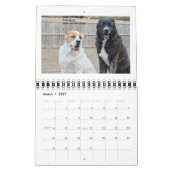 Livestock Guardian Dogs 2015 small Kalender (Mar 2027)