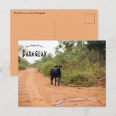 Livestock on a Road in Paraguay Briefkaart (Voorkant / Achterkant)