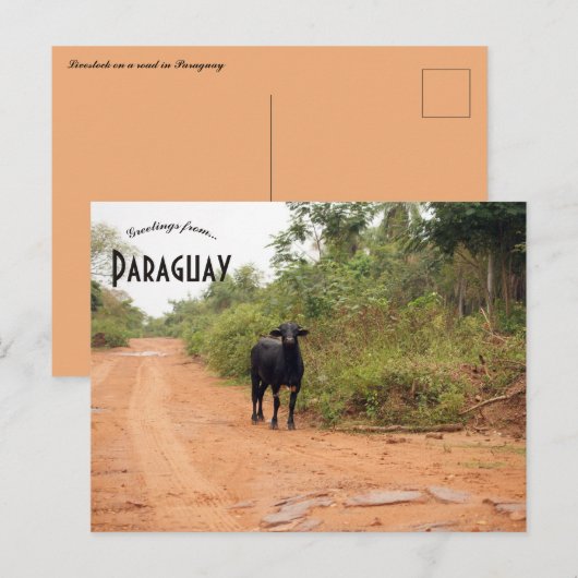 Livestock on a Road in Paraguay Briefkaart (Voorkant / Achterkant)
