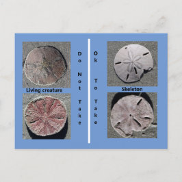 Living and Dead Sand Dollar Briefkaart