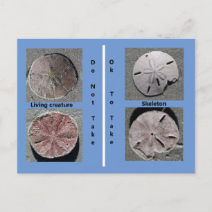 Living and Dead Sand Dollar Briefkaart