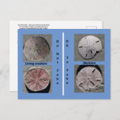 Living and Dead Sand Dollar Briefkaart (Voorkant / Achterkant)
