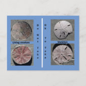 Living and Dead Sand Dollar Briefkaart (Voorkant)