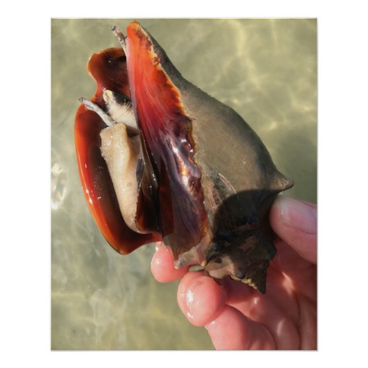 Living Fighting Conch Seashell Perfect Poster (Voorkant)