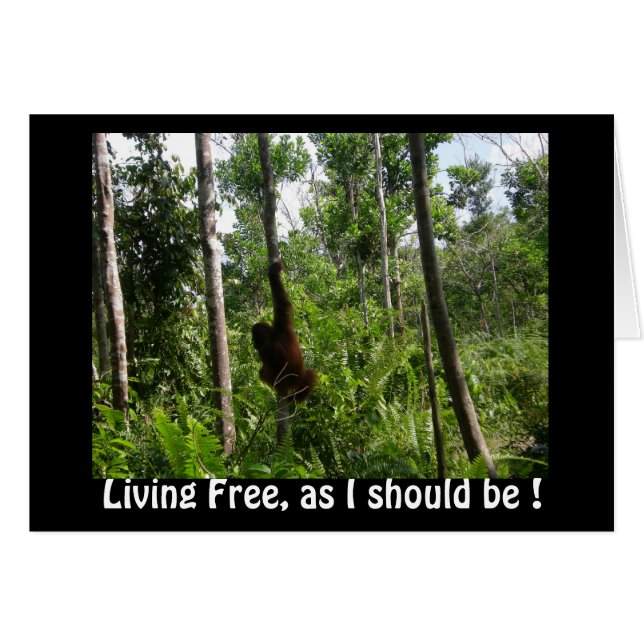 Living Free Orangutans in Borneo Oerwoud (Voorkant Horizontaal)