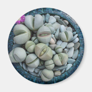 Living rocmagnet magneet