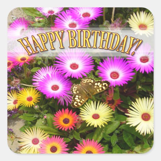 Livingstone Daisy Birthday Vierkante Sticker (Voorkant)