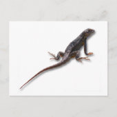 LIZARD BRIEFKAART (Voorkant)