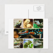 Lizard Collage Briefkaart (Voorkant / Achterkant)