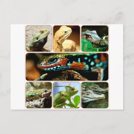 Lizard Collage Briefkaart (Voorkant)