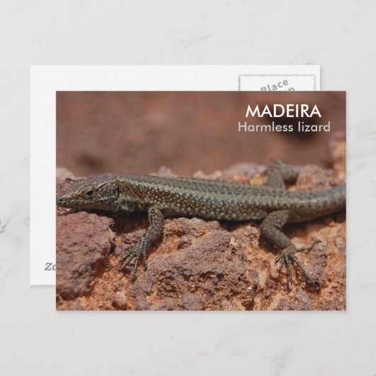 Lizard, Madeira Briefkaart (Voorkant / Achterkant)