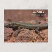 Lizard, Madeira Briefkaart (Voorkant)