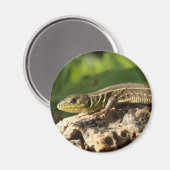 Lizard Magnet (Voorkant / Achterkant)
