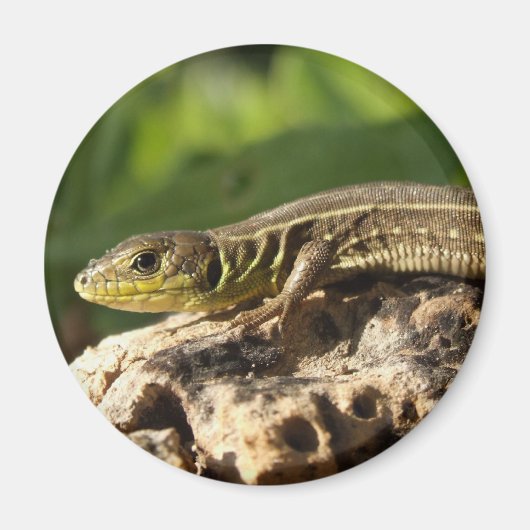 Lizard Magnet (Voorkant)