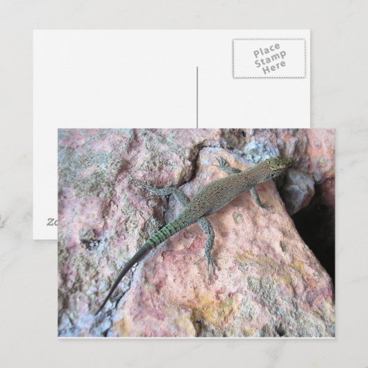 Lizard op de muur briefkaart (Voorkant / Achterkant)