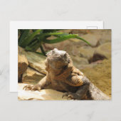 Lizard Postcrossing Briefkaart (Voorkant / Achterkant)