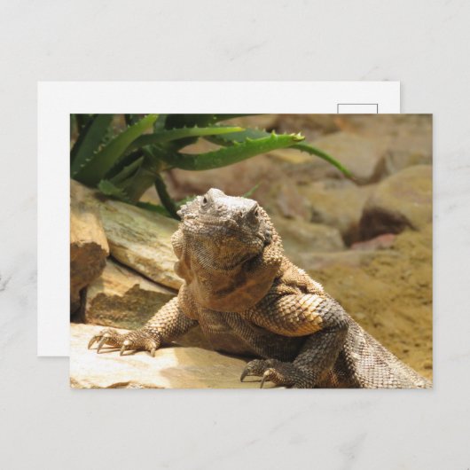 Lizard Postcrossing Briefkaart (Voorkant / Achterkant)