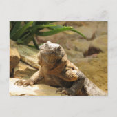 Lizard Postcrossing Briefkaart (Voorkant)