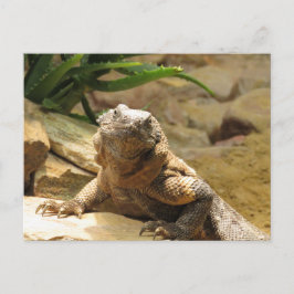 Lizard Postcrossing Briefkaart