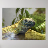 Lizard, Reptile, Iguana Natuur Wall Poster (Voorkant)