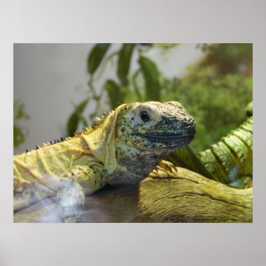 Lizard, Reptile, Iguana Natuur Wall Poster (Voorkant)