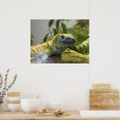 Lizard, Reptile, Iguana Natuur Wall Poster (Keuken)