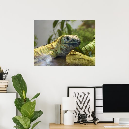 Lizard, Reptile, Iguana Natuur Wall Poster (Thuiskantoor)