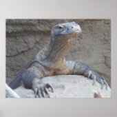 Lizard, Reptile, Kimono Dragon Natuur Wall Poster (Voorkant)