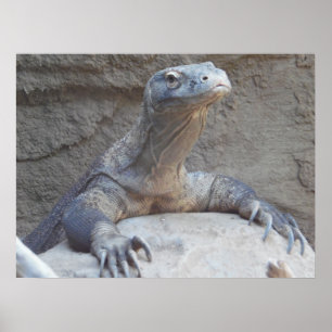 Lizard, Reptile, Kimono Dragon Natuur Wall Poster