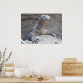 Lizard, Reptile, Kimono Dragon Natuur Wall Poster (Keuken)