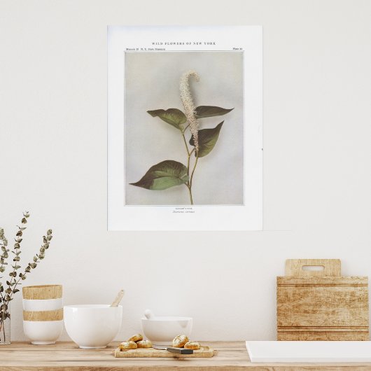 Lizard-Tail - Saururus cernuus Poster (Keuken)