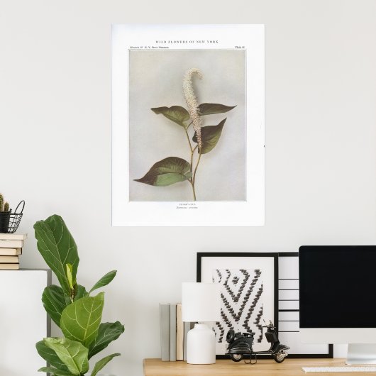 Lizard-Tail - Saururus cernuus Poster (Thuiskantoor)
