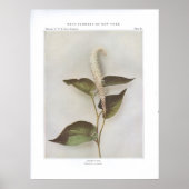 Lizard-Tail - Saururus cernuus Poster (Voorkant)
