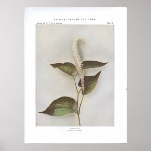 Lizard-Tail - Saururus cernuus Poster