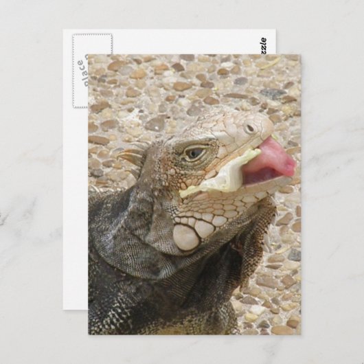 Lizard Tongue Briefkaart (Voorkant / Achterkant)