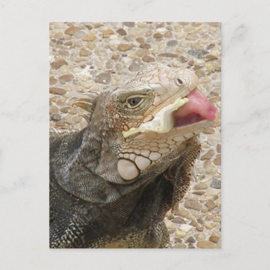 Lizard Tongue Briefkaart (Voorkant)
