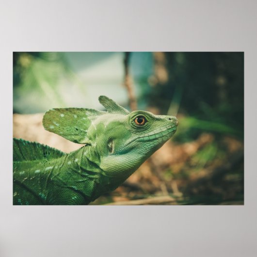 Lizard watch close-up eye uitzicht poster (Voorkant)