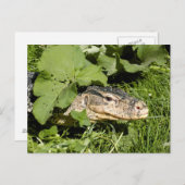 Lizard watermonitor briefkaart (Voorkant / Achterkant)