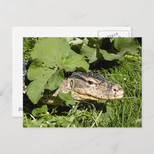 Lizard watermonitor briefkaart (Voorkant / Achterkant)