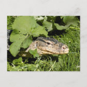 Lizard watermonitor briefkaart (Voorkant)