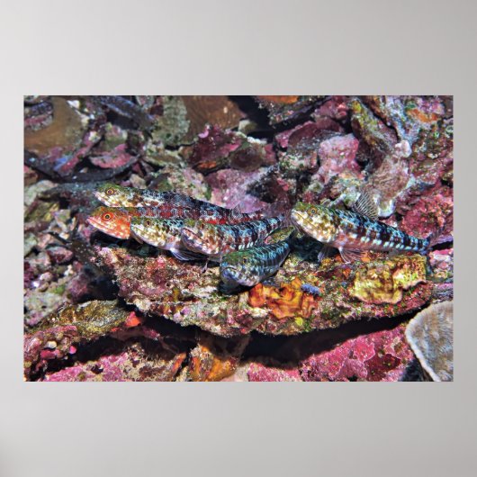 Lizardfish Party Poster (Voorkant)