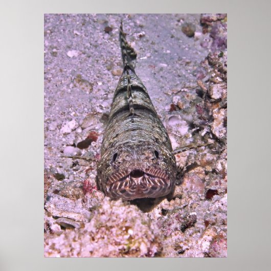 Lizardfish Portrait Poster (Voorkant)
