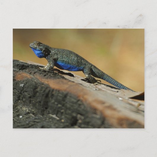 Lizards Blue Belly Scales Briefkaart (Voorkant)